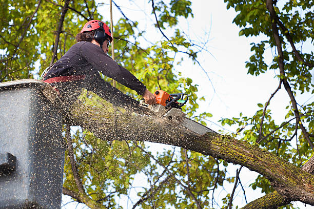 Trusted Moores Mill, AL  Tree Services Experts