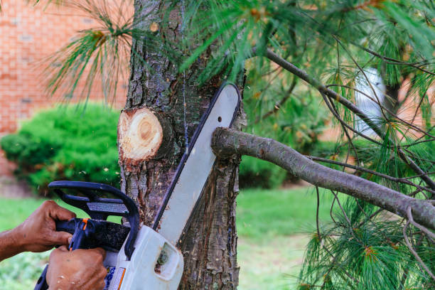 Best Arborist Consultation Services  in Moores Mill, AL